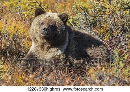 Stock Photograph - Grizzly Bear (Ursus arctos) in autumn foliage along the Dempster Highway; Yukon, Canada. Fotosearch
