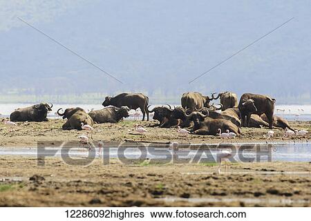 Group of Cape Buffalo (Syncerus caffer) surrounded by Lesser Flamingos (Phoeniconaias minor), Lake Nakuru National Park; Kenya View Large Photo Image Stock Photograph - Group of Cape Buffalo (Syncerus caffer) surrounded by Lesser Flamingos (Phoeniconaias minor), Lake Nakuru National Park; Kenya. Fotosearch