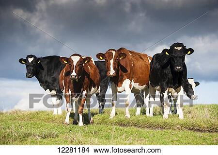 Picture - Group of Holstein dairy heifers, some black and white, some red and white; North Yorkshire, United Kingdom. Fotosearch