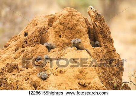 Group of Somali Dwarf Mongoose (Helogale hirtula) on a termite mound in Samburu National Reserve; Kenya View Large Photo Image Stock Photograph - Group of Somali Dwarf Mongoose (Helogale hirtula) on a termite mound in Samburu National Reserve; Kenya. Fotosearch