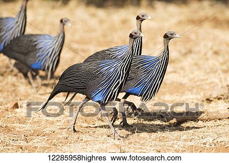 Stock Photograph - Group of Vulturine Guineafowl (Acryllium vulturinum), Samburu National Reserve; Kenya. Fotosearch