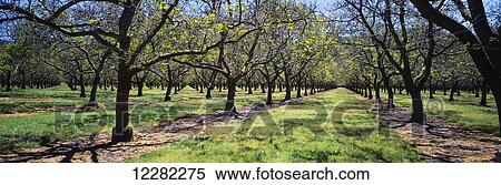 Grove of mature walnut trees just leafing out in early spring, near Bowie; Arizona, United States of America View Large Photo Image Stock Photography - Grove of mature walnut trees just leafing out in early spring, near Bowie; Arizona, United States of America. Fotosearch