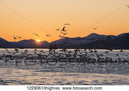 Gulls swarm on a school of herring in Kulukak Bay, Bristol Bay, Alaska. View Large Photo Image Stock Photograph - Gulls swarm on a school of herring in Kulukak Bay, Bristol Bay, Alaska.. Fotosearch
