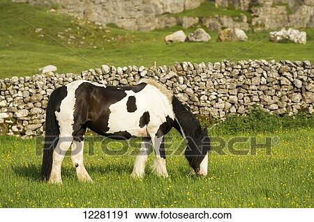 Stock Image - Gypsy horses grazing in meadow; Cumbria, England. Fotosearch