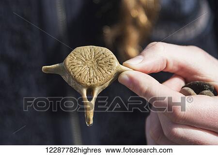 Stock Photograph - Hand holding fossilized rock; Tofino, British Columbia, Canada. Fotosearch
