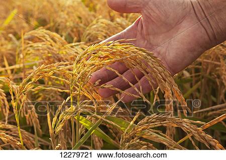 Hand holding ripe rice at harvest stage; England, Arkansas, United States of America View Large Photo Image Stock Image - Hand holding ripe rice at harvest stage; England, Arkansas, United States of America. Fotosearch