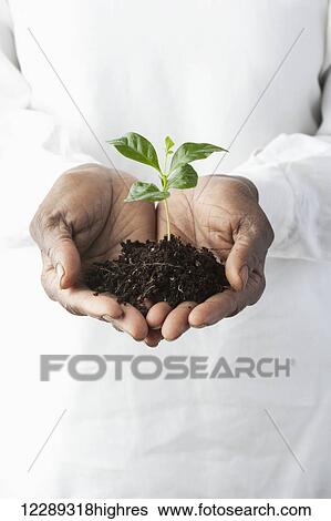 Hands holding a mound of soil with a plant growing in it; Toronto, Ontario, Canada View Large Photo Image Stock Photograph - Hands holding a mound of soil with a plant growing in it; Toronto, Ontario, Canada. Fotosearch