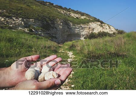 Stock Photograph - Hands holding five smooth stones in the Valley of Elah; Israel. Fotosearch