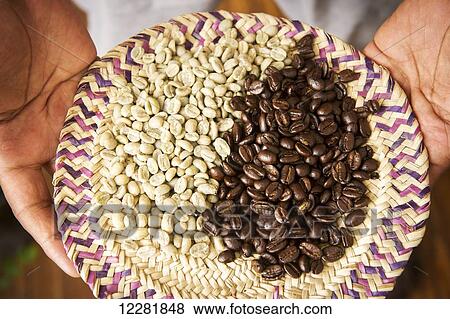 Hands holding unroasted green coffee beans and brown roasted beans; Takoma Park, Maryland, United States of America View Large Photo Image Stock Photo - Hands holding unroasted green coffee beans and brown roasted beans; Takoma Park, Maryland, United States of America. Fotosearch