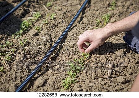 Hands picking small green plant out of soil; Maryland, United States of America View Large Photo Image Stock Photo - Hands picking small green plant out of soil; Maryland, United States of America. Fotosearch