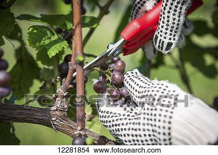Hands with gloves cutting purple wine grapes off vine; Maryland, United States of America View Large Photo Image Picture - Hands with gloves cutting purple wine grapes off vine; Maryland, United States of America. Fotosearch