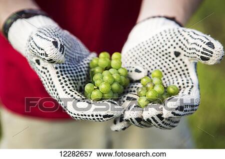Stock Photo - Hands with gloves holding green wine grapes; Maryland, United States of America. Fotosearch