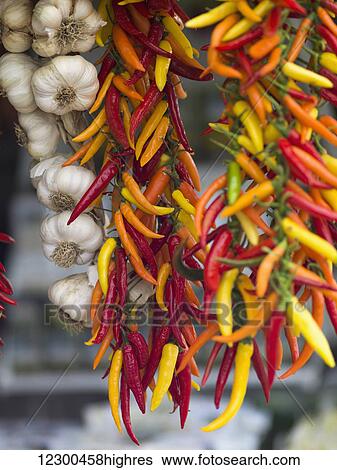 Hanging colourful peppers and garlic bulbs; Amalfi, Italy View Large Photo Image Stock Photograph - Hanging colourful peppers and garlic bulbs; Amalfi, Italy. Fotosearch