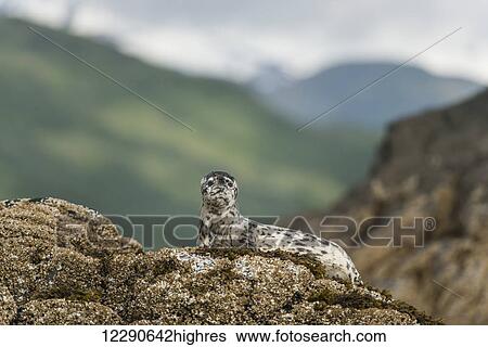 Stock Photograph - Harbor seal pup on rock in Kukak Bay, Katmai National Park and Preserve, Alaska. Fotosearch