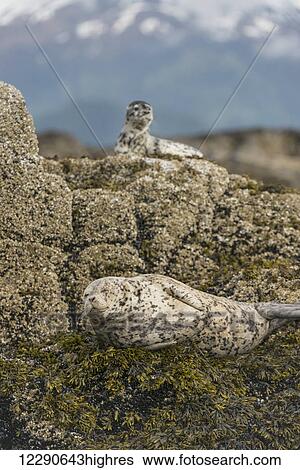 Stock Photograph - Harbor seal with a pup on rock in Kukak Bay, Katmai National Park and Preserve, Alaska. Fotosearch