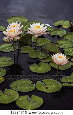 Stock Photography - Hardy waterlilies, Clyde Ikins, (nymphaea), New York Botanical Garden; New York City, New York, United States of America. Fotosearch
