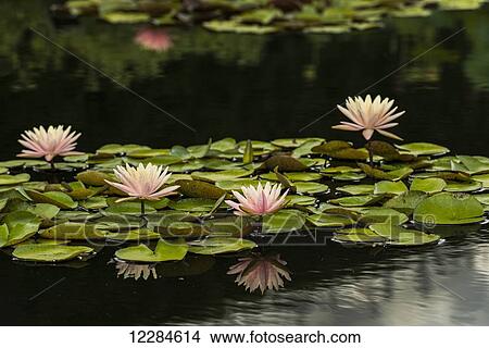 Hardy waterlilies, Marliaceae Carnea, (nymphaea), New York Botanical Garden; New York City, New York, United States of America View Large Photo Image Picture - Hardy waterlilies, Marliaceae Carnea, (nymphaea), New York Botanical Garden; New York City, New York, United States of America. Fotosearch