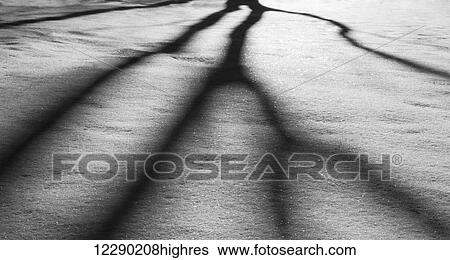 Harsh shadows upon the snow being cast by the sun behind trees; Alberta, Canada View Large Photo Image Stock Photograph - Harsh shadows upon the snow being cast by the sun behind trees; Alberta, Canada. Fotosearch
