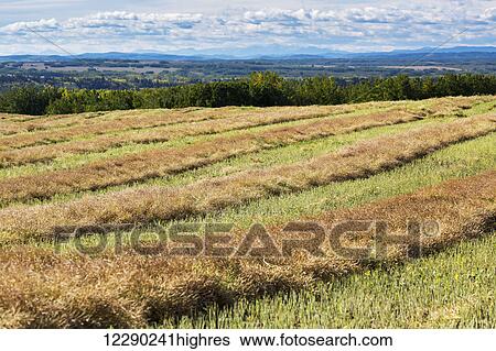 Stock Photograph - Harvest lines of cut canola in a rolling field; Alberta, Canada. Fotosearch