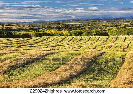 Stock Photograph - Harvest lines of cut canola in a rolling field; Alberta, Canada. Fotosearch