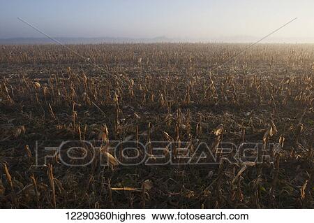 Stock Photograph - Harvested cornfield at sunrise; Mosborough, Ontario, Canada. Fotosearch