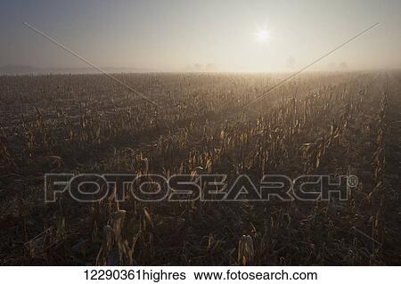 Harvested cornfield at sunrise; Mosborough, Ontario, Canada View Large Photo Image Stock Photograph - Harvested cornfield at sunrise; Mosborough, Ontario, Canada. Fotosearch