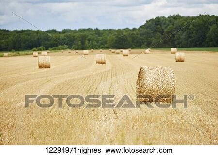 Hay bales in a field; Ontario, Canada View Large Photo Image Stock Photograph - Hay bales in a field; Ontario, Canada. Fotosearch