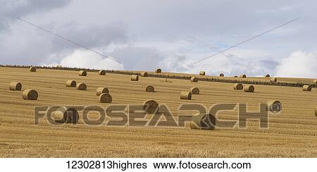 Stock Photograph - Hay bales in a golden field under a cloudy sky; Cupar, Scotland. Fotosearch