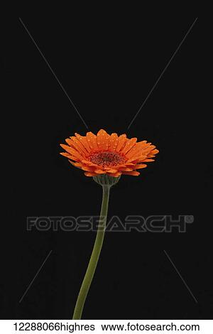 Stock Photograph - Head and stem of an orange gerbera, sprinkled with raindrops against a black background; London, England. Fotosearch