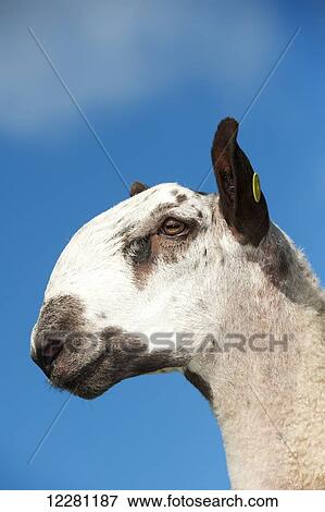 Stock Photo - Head of a Blue Faced Leicester ram; Leicester, England. Fotosearch