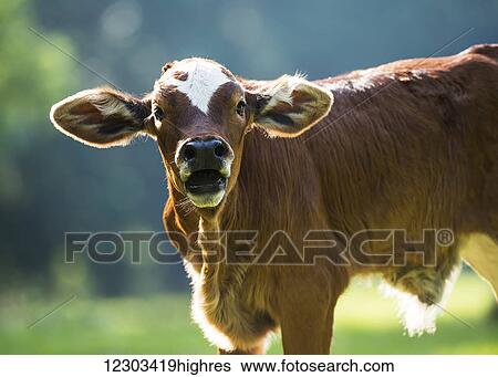 Stock Photograph - Herford calf bawls for it's mother; Gaitor, Florida, United States of America. Fotosearch