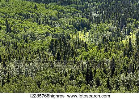 Stock Photograph - High angle view of valley forest with assorted trees; Kananaskis Country, Alberta, Canada. Fotosearch