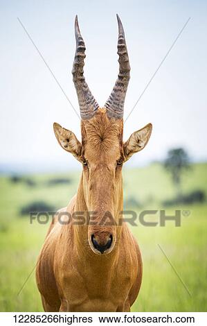 Stock Photograph - High shouldered and a somewhat awkward looking antelope with a long pointed head, Murchison Falls National Park; Uganda. Fotosearch