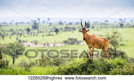 Stock Photograph - High shouldered and a somewhat awkward looking antelope with a long pointed head, Murchison Falls National Park; Uganda. Fotosearch