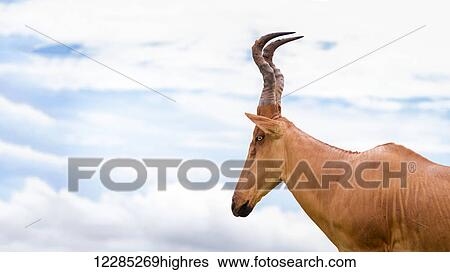 Stock Photograph - High shouldered and a somewhat awkward looking antelope with a long pointed head, Murchison Falls National Park; Uganda. Fotosearch
