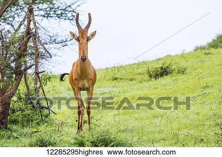 Stock Photograph - High shouldered and somewhat awkward looking antelope with a long pointed head, Murchison Falls National Park; Uganda. Fotosearch