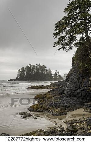 High tide along the coast on Vancouver Island; British Columbia, Canada View Large Photo Image Stock Photograph - High tide along the coast on Vancouver Island; British Columbia, Canada. Fotosearch