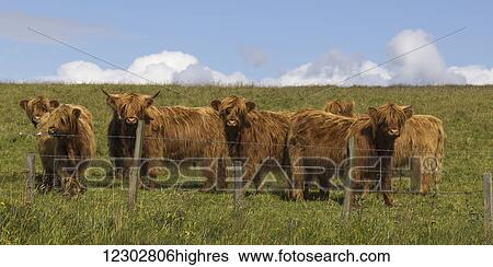 Highland cattle standing along a fence in a field; Scotland View Large Photo Image Stock Photograph - Highland cattle standing along a fence in a field; Scotland. Fotosearch