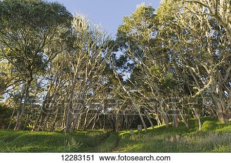 Hiking trail through koa trees (Koa acacia) in Keanakolu State Park, near Kamuela; Island of Hawaii, Hawaii, United States of America View Large Photo Image Stock Image - Hiking trail through koa trees (Koa acacia) in Keanakolu State Park, near Kamuela; Island of Hawaii, Hawaii, United States of America. Fotosearch