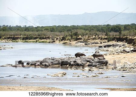 Hippopotamus resting on banks of Mara River with smoke from bush brush fire in the background, Serengeti National Park; Tanzania View Large Photo Image Stock Photograph - Hippopotamus resting on banks of Mara River with smoke from bush brush fire in the background, Serengeti National Park; Tanzania. Fotosearch