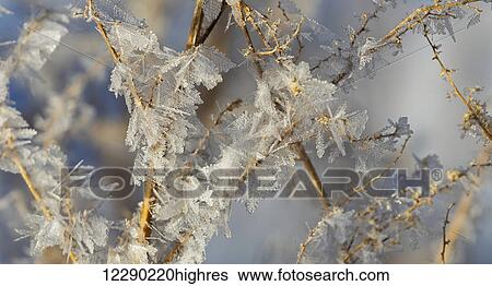 Stock Photograph - Hoar frost on branches; Alberta, Canada. Fotosearch