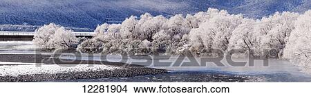 Picture - Hoar frost on trees by a river; Arthurs Pass, New Zealand. Fotosearch