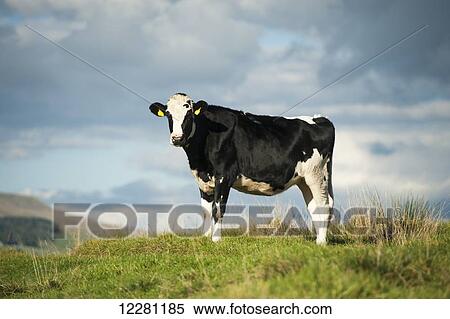 Holstein heifer in upland pasture; North Yorkshire, England View Large Photo Image Stock Photography - Holstein heifer in upland pasture; North Yorkshire, England. Fotosearch