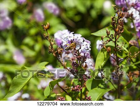 Picture - Honey bees pollinating lilac flowers in late spring, Parkland County; Alberta, Canada. Fotosearch