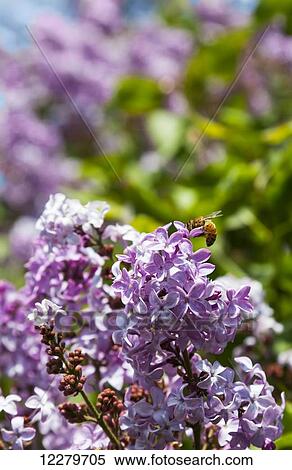 Stock Photography - Honey bees pollinating lilac flowers in late spring, Parkland County; Alberta, Canada. Fotosearch