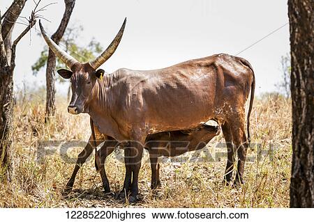 Horned cow feeding it's calf; Uganda View Large Photo Image Stock Photograph - Horned cow feeding it's calf; Uganda. Fotosearch