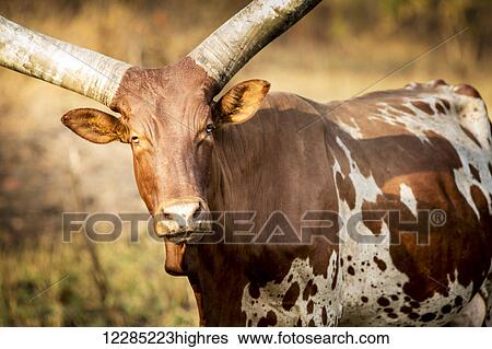 Stock Photograph - Horned cow; Uganda. Fotosearch