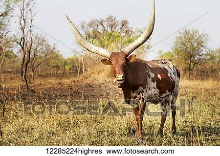 Stock Photograph - Horned cow; Uganda. Fotosearch