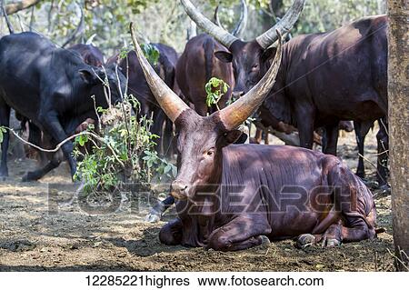 Horned cows in the shade; Uganda View Large Photo Image Stock Photograph - Horned cows in the shade; Uganda. Fotosearch