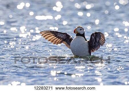 Horned puffin (Fratercula corniculata) preparing to take off along the coast of Kodiak Island, Southwest Alaska, summer View Large Photo Image Stock Image - Horned puffin (Fratercula corniculata) preparing to take off along the coast of Kodiak Island, Southwest Alaska, summer. Fotosearch